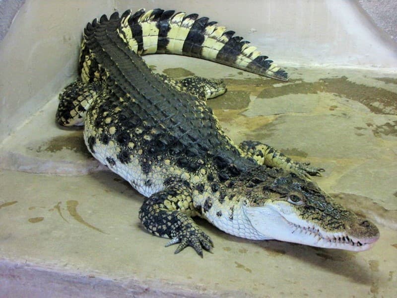 Krokodýlí ZOO Protivín