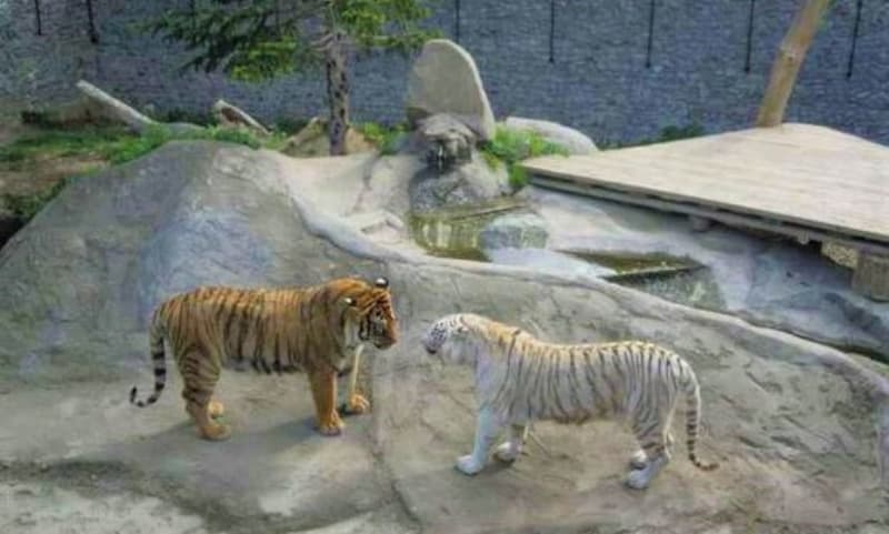 ZOO Plasy