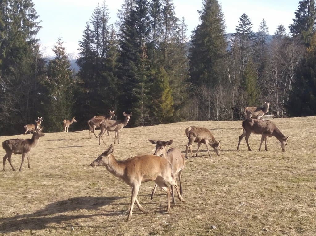 Házikó Soemi Oravice 648360