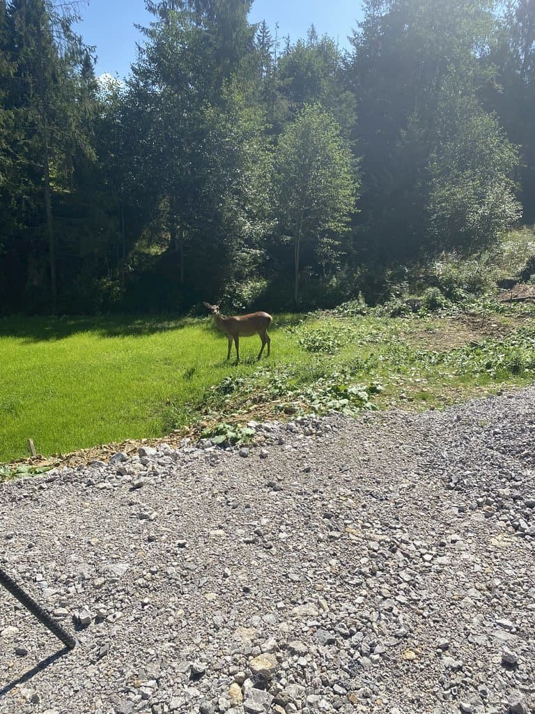 Každodenný spoločník ❤️🦌 - Chata Dominika Oravice