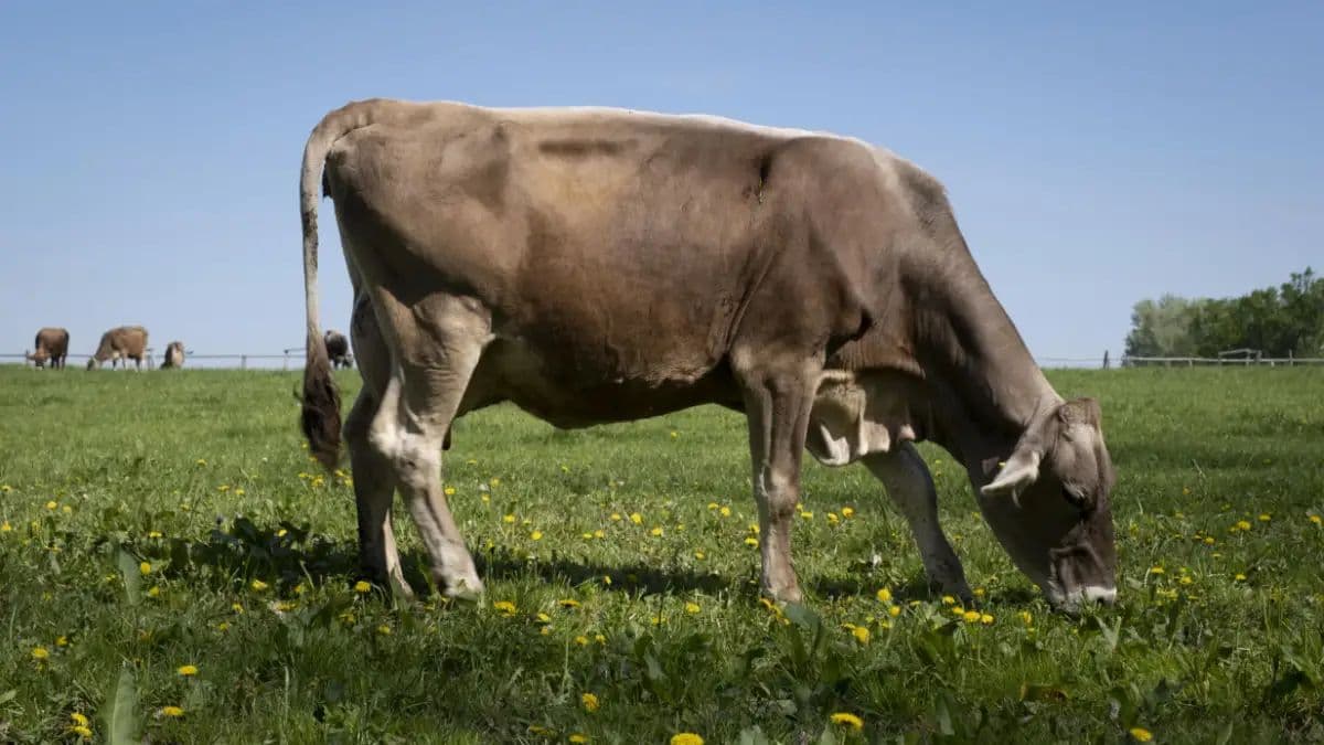 Teren zewnętrzny - Aartamenty Sýpka Farma Bláto