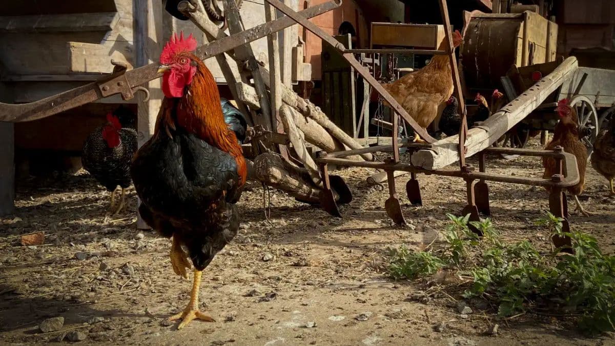 Teren zewnętrzny - Aartamenty Sýpka Farma Bláto