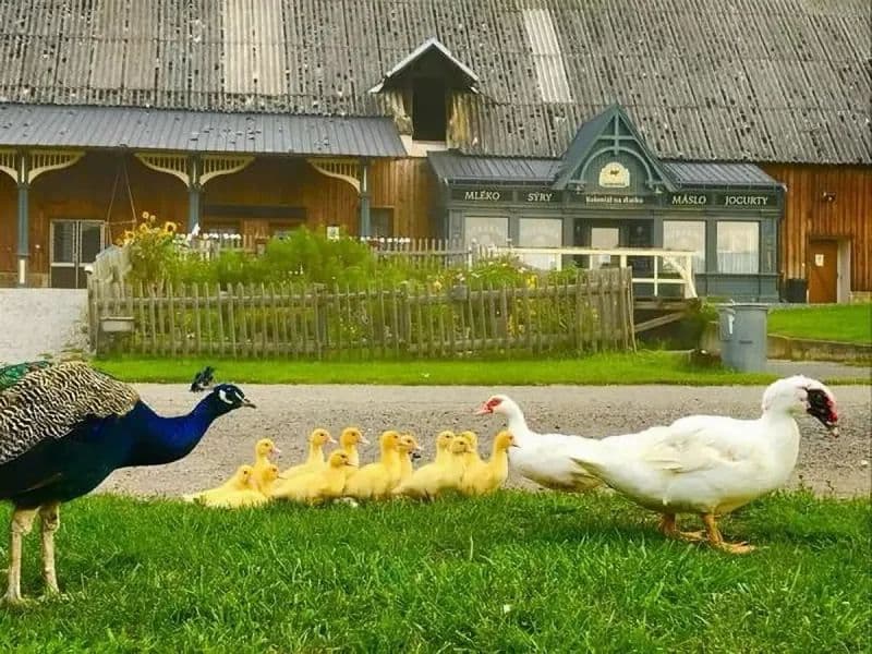 Teren zewnętrzny - Aartamenty Sýpka Farma Bláto