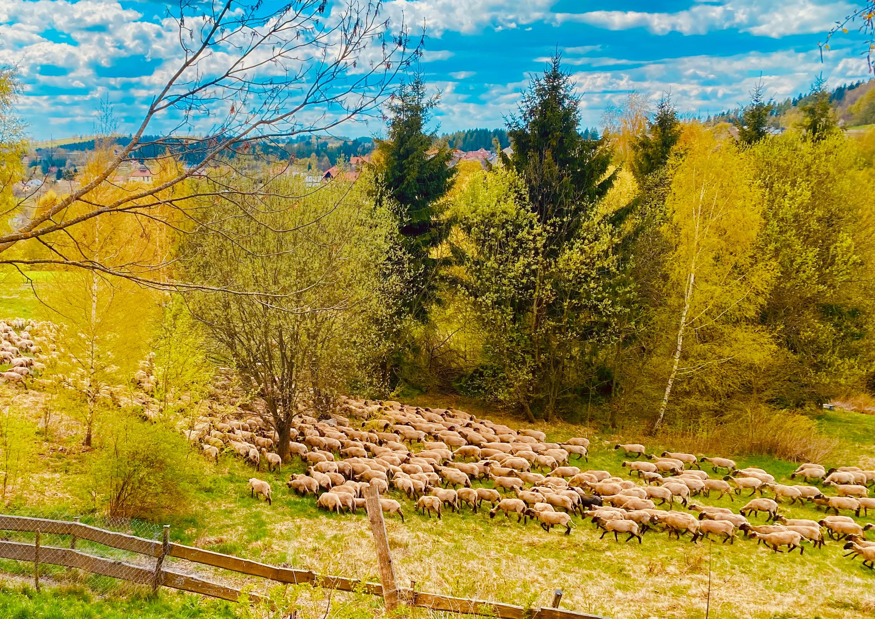 Horská panoramatická útulňa Medvedí Brloh 941588