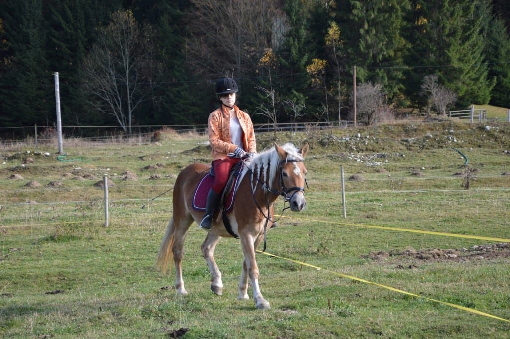Haflingy - Penzión u Michala