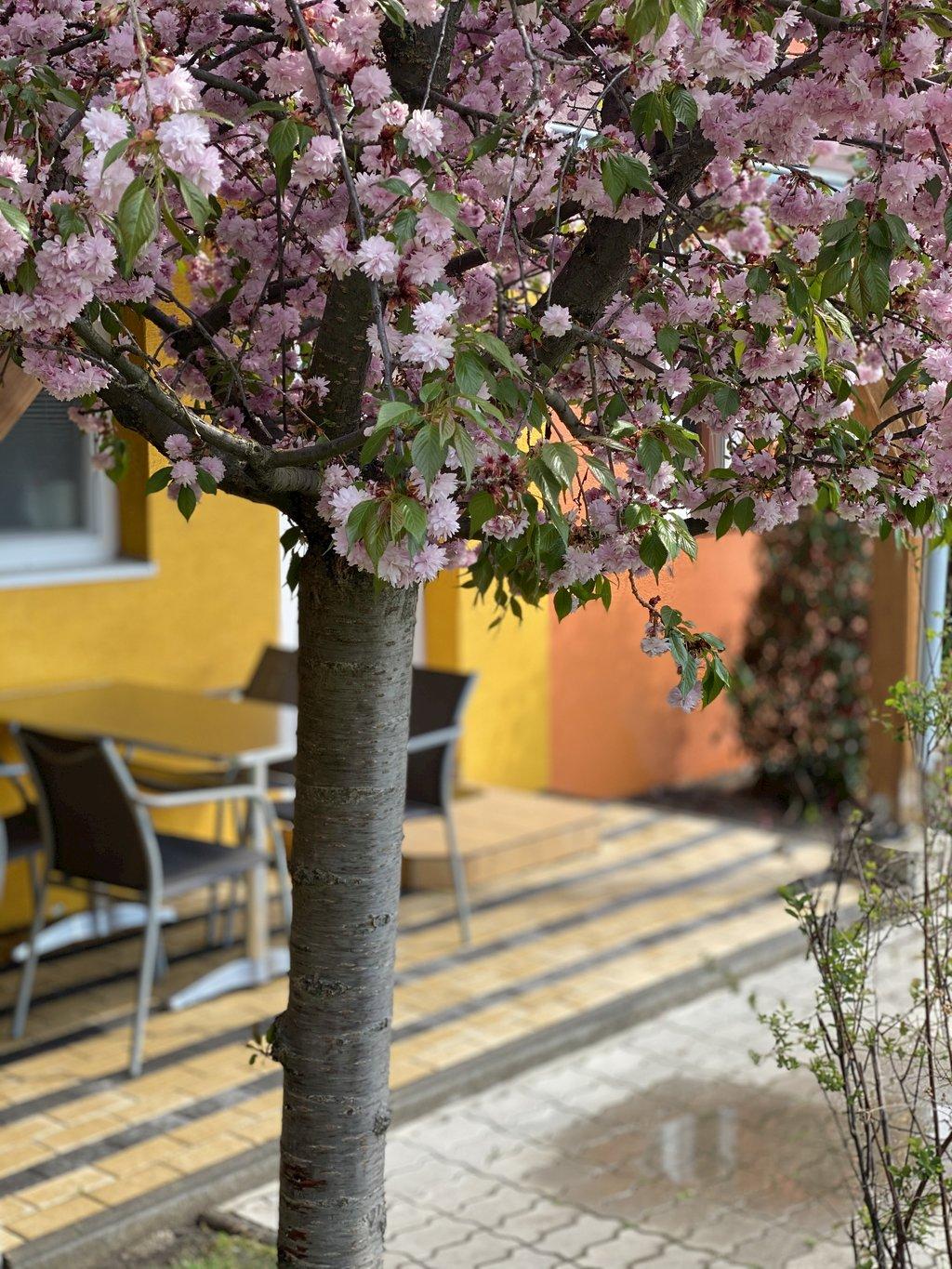 HB Apartments Ve k Meder hb-apartments-ve-k-meder