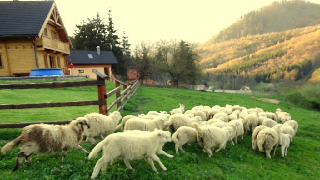 Exteriér - Drevenica Racibor