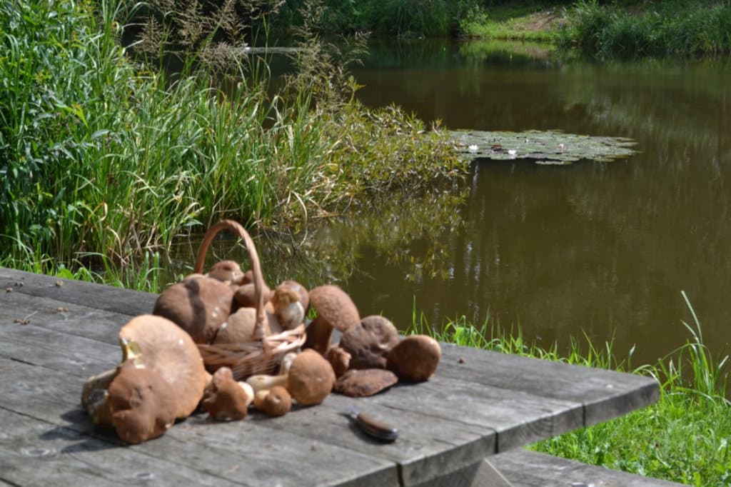 Dovolená U kamenného stolu. Dolní rybník u chalupy. - Cottage U kamenného stolu