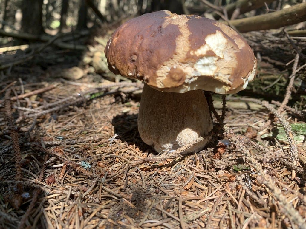 Chata Mont Magurka 406408
