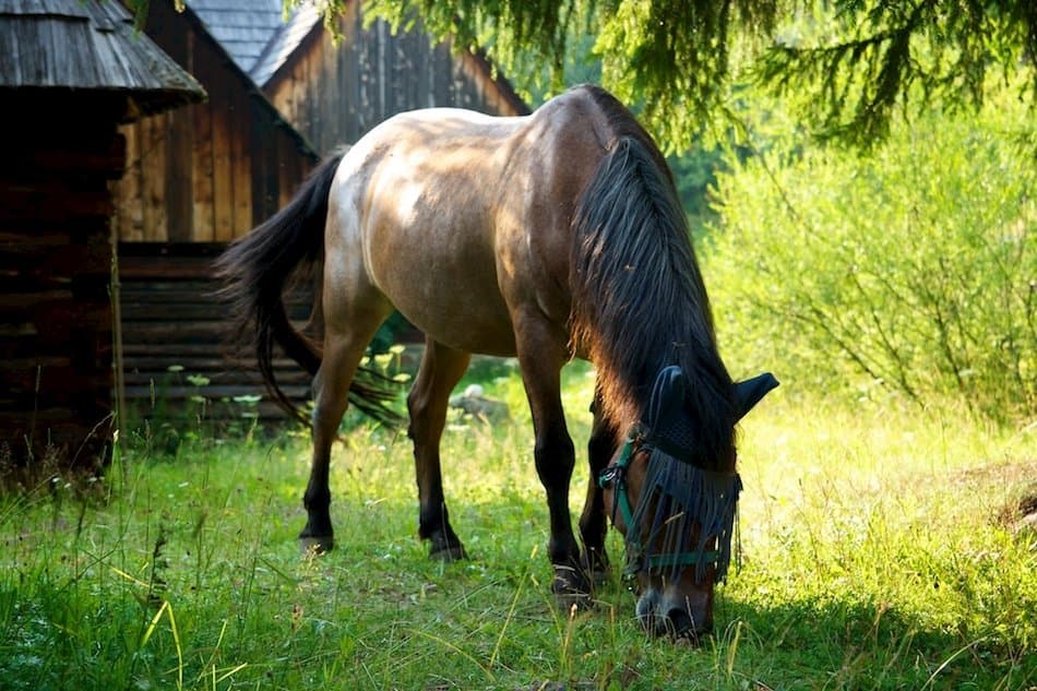 Múzeum oravskej dediny Zuberec - Apartamenty Roháčik - Zuberec