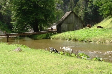 Kwaczany 3