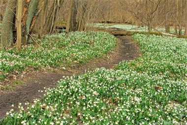 Skorotice 3