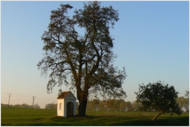 Oslnovice 2