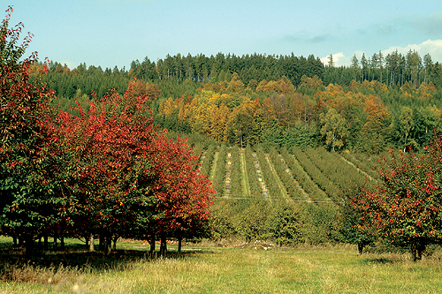Chelčice 3